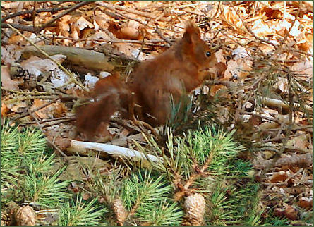 Formby Red Squirrel Reserve