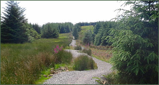 Gisburn Forest