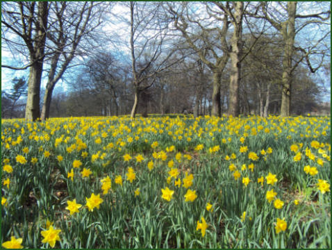 Marie Curie Field of Hope, Liverpool