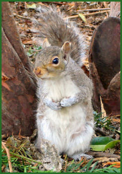 Grey Squirrel