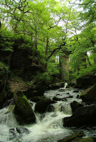 Healey Dell Nature Reserve