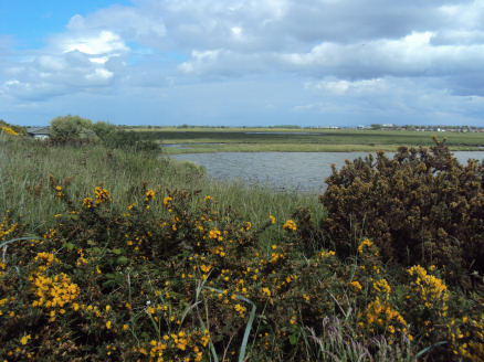 Marshfield RSPB  Reserve