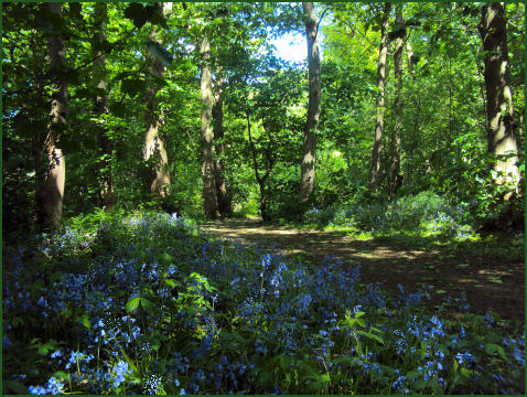 Murdishaw Wood