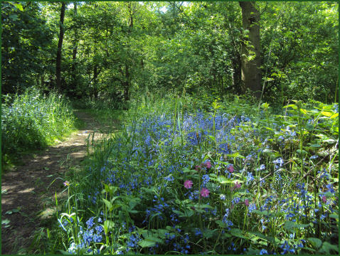 Murdishaw Valley
