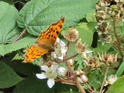 Helsby Hill Nature Reserve