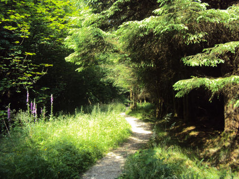 Gisburn Forest