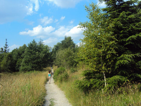 Gisburn Forest
