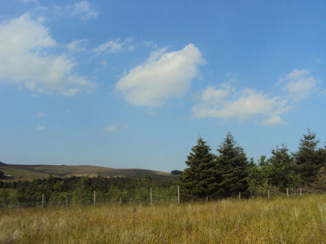 Gisburn Forest