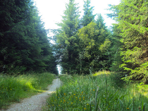 Gisburn Forest