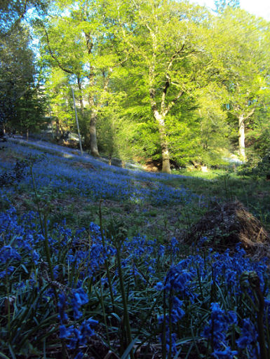 Bollin Valley