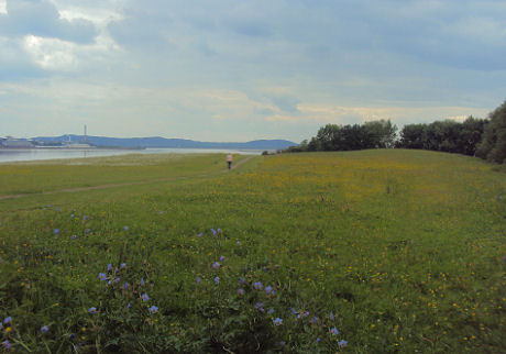 Pickering's Pasture