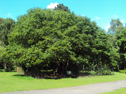 Allerton Oak