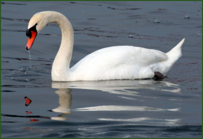 Shakerley Mere