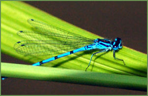 Common blue damselfly