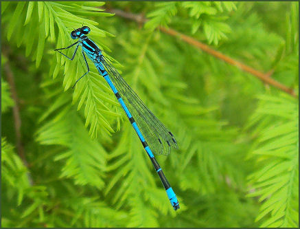 Common Blue Damselfly